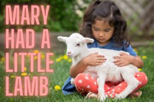 Mary Had A Little Lamb – Lyrics, History, Lesson Plans & More – Nursery