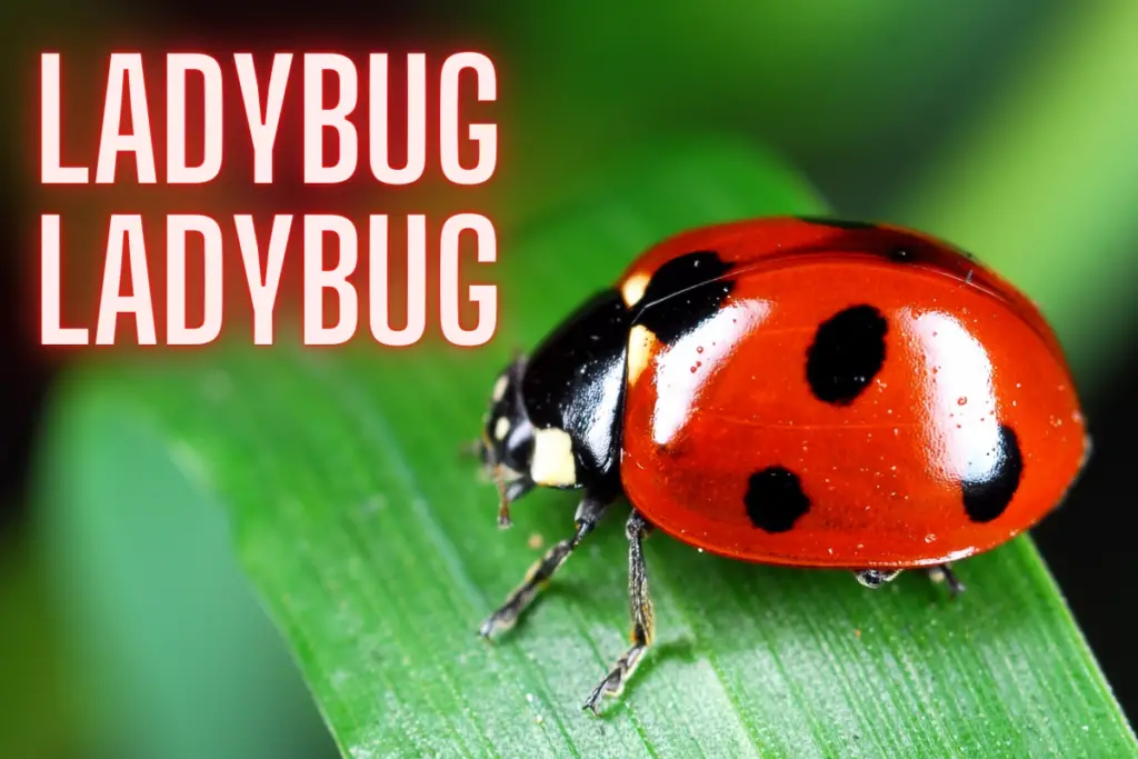 Ladybug, Ladybug Nursery Rhyme Lyrics, Video and Printable – Nursery ...