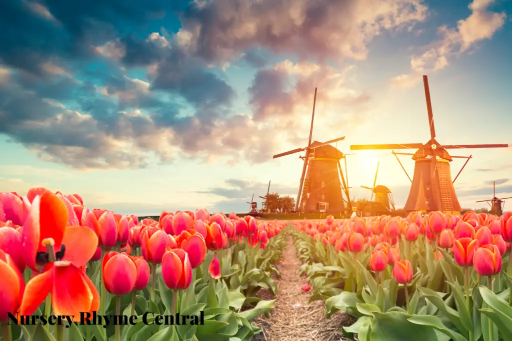 A photo of windmills in a tulip field