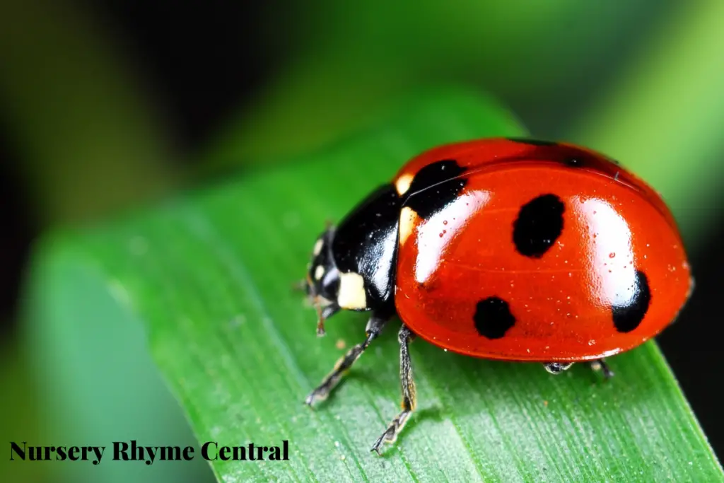 Photo of a ladybug on a leaf