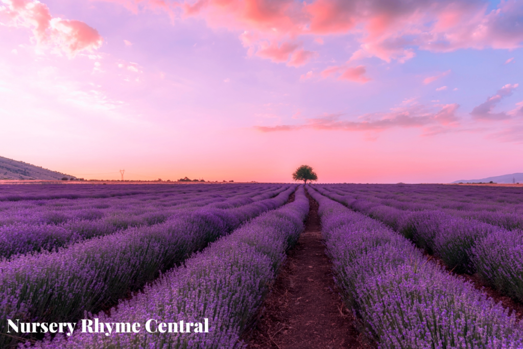A field of lavender with a purple sunset